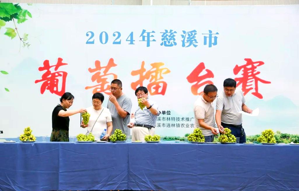慈溪葡萄擂台赛:推广本地品种,迎接农业新时代