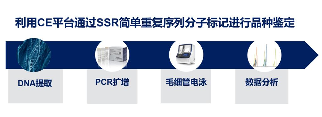 北京玉米种子检测中心引领ssr技术进步与应用推广